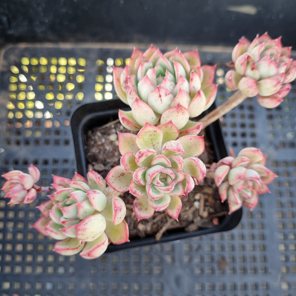 *GLGhybrid(1-211) Echeveria Bradburiana hybrid 火焰杯杂