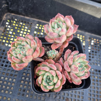 *GLGhybrid(1-213)  Echeveria Sierra hybrid 爱斯诺杂