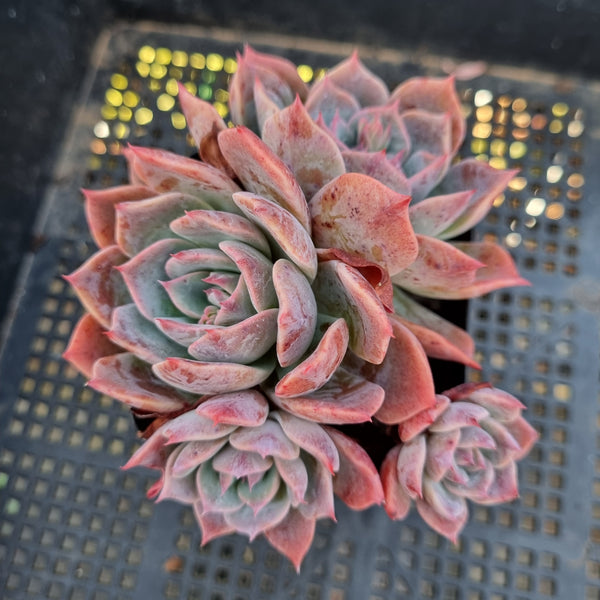 *GLGhybrid (1-217) Echeveria Laulensis hybrid 劳伦斯杂