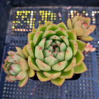 *GLGhybrid(1-224) Echeveria agavoides Ebony hybrid 乌木杂