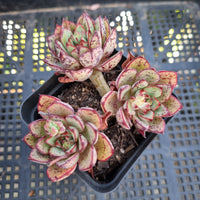 *GLGhybrid(1-227) Echeveria Puebla hybrid 普埃布拉杂