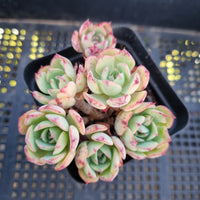 *GLGhybrid(1-230) Echeveria Cat's Eye hybrid 猫眼石杂