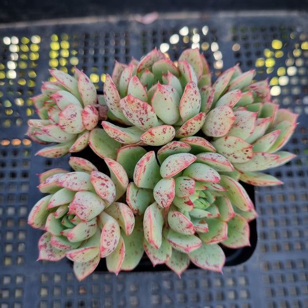 *GLGhybrid(1-235) Echeveria Ballsii hybrid 灰姑娘杂