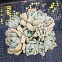 *GLGhybrid(1-240) Graptoveria Titubans hybrid 白牡丹杂