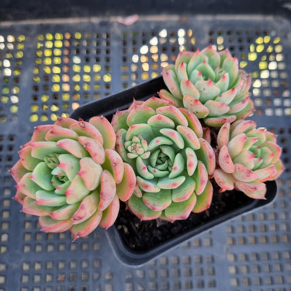 *GLGhybrid(1-242)  Echeveria Sierra hybrid 爱斯诺杂