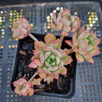 *GLGhybrid(1-244) Echeveria Ballsii Hybrid 灰姑娘杂