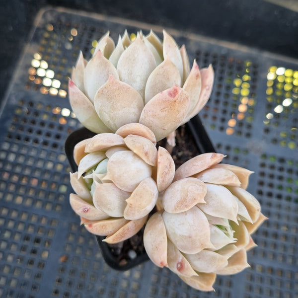 *GLGhybrid(1-248)Echeveria Simulans Ascension hybrid 蓝丝绒杂