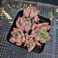 *GLGhybrid(1-249) Echeveria Ballsii hybrid 灰姑娘杂