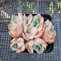 *GLGhybrid(1-250) Echeveria Laulensis hybrid 劳伦斯杂