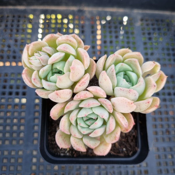 *GLGhybrid (1-261) Echeveria Iria hybrid 伊利亚杂