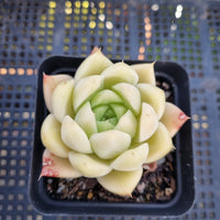 *GLGhybrid(1-263)  Echeveria Elegans 'Alba' X Agavoides 白月影杂东云