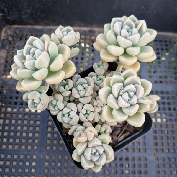 *GLGhybrid(1-264) Graptopetalum Mendozae hybrid  丸姬杂