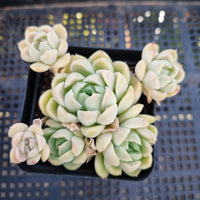 *GLGhybrid (1-266) Echeveria Iria hybrid 伊利亚杂