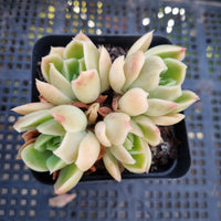 *GLGhybrid(1-268) Echeveria Agavoides hybrid 东云杂