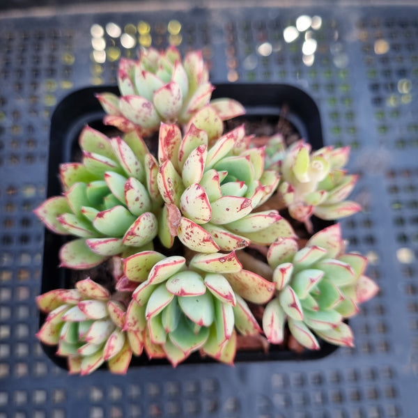 *GLGhybrid(1-269) Echeveria Ballsii Hybrid 灰姑娘杂