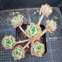 *GLGhybrid(1-272) Echeveria Ballsii Hybrid 灰姑娘杂