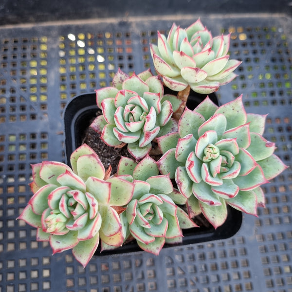 *GLGhybrid(1-273) Echeveria Californica Queen hybrid 织锦杂