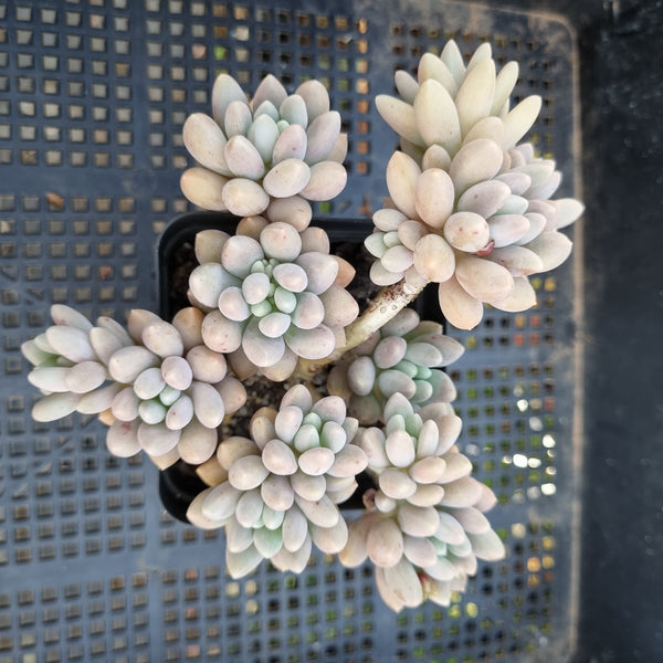 *GLGhybrid(1-276) Graptopetalum Mendozae X Baby Finger 丸姬杂婴儿手指