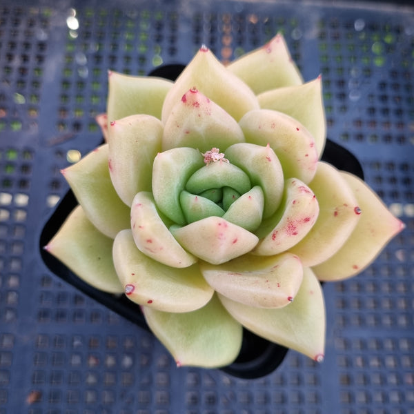 *GLGhybrid(1-279)Echeveria Champaign hybrid 香槟杂