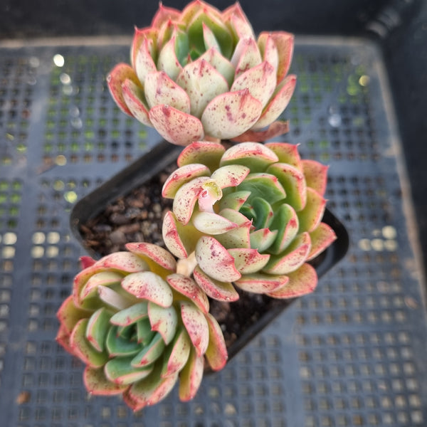 *GLGhybrid(1-281) Echeveria Ballsii Hybrid 灰姑娘杂