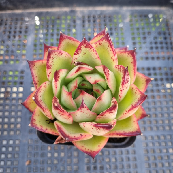 *GLGhybrid(1-288) Echeveria agavoides Ebony hybrid 乌木杂