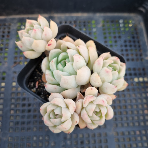 *GLGhybrid(1-289)  Echeveria Elegans 'Alba' hybrid 白月影杂