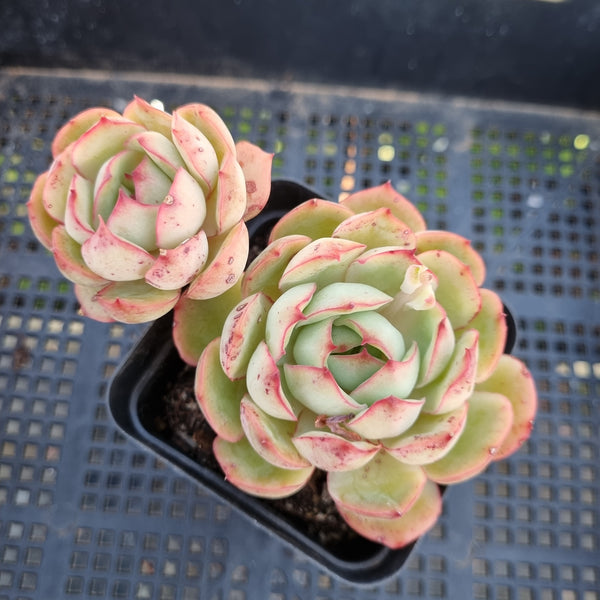 *GLGhybrid(1-290) Echeveria Pulidonis Veracruz hybrid 红边灵影杂