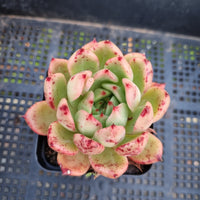 *GLGhybrid(1-292 Echeveria Agavoides hybrid 东云杂