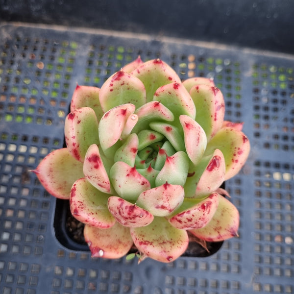 *GLGhybrid(1-292 Echeveria Agavoides hybrid 东云杂