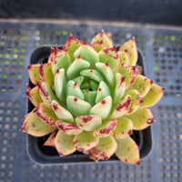 *GLGhybrid(1-293) Echeveria cuspidata var. Zaragozae hybrid 黑爪杂