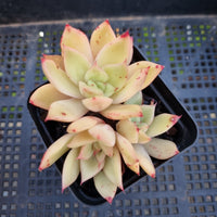 *GLGhybrid(1-296) Echeveria agavoides Ebony hybrid 乌木杂