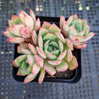 *GLGhybrid(1-300) Echeveria Californica Queen hybrid 织锦杂