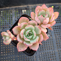 *GLGhybrid(1-301) Echeveria Californica Queen hybrid 织锦杂