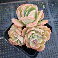 *GLGhybrid(1-302) Echeveria Mexican Snowball hybrid 墨西哥雪球杂