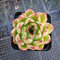 *GLGhybrid(1-303) Echeveria Moon stone hybrid 月晶石杂