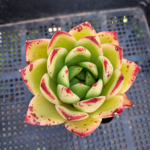 *GLGhybrid(1-304) Echeveria Agavoides Lipstick hybrid 口红杂