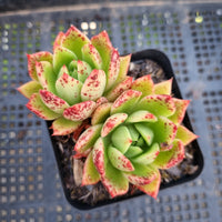 *GLGhybrid(1-307)  Echeveria Agavoides Lipstick hybrid 口红杂