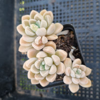 *GLGhybrid(1-308) Graptopetalum Mendozae hybrid 丸姬杂