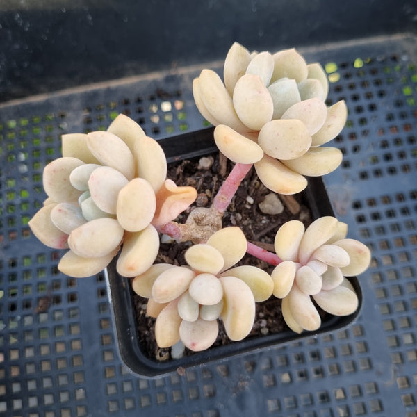 *GLGhybrid(1-309) Graptopetalum Mendozae hybrid 丸姬杂