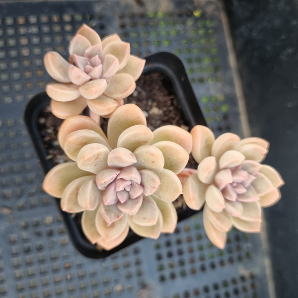 *GLGhybrid(1-310) Graptopetalum Mendozae hybrid 丸姬杂