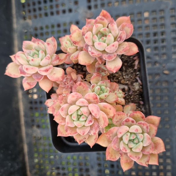 *GLGhybrid(1-313) Sedum Perezdelarosae hybrid 焦糖精灵杂