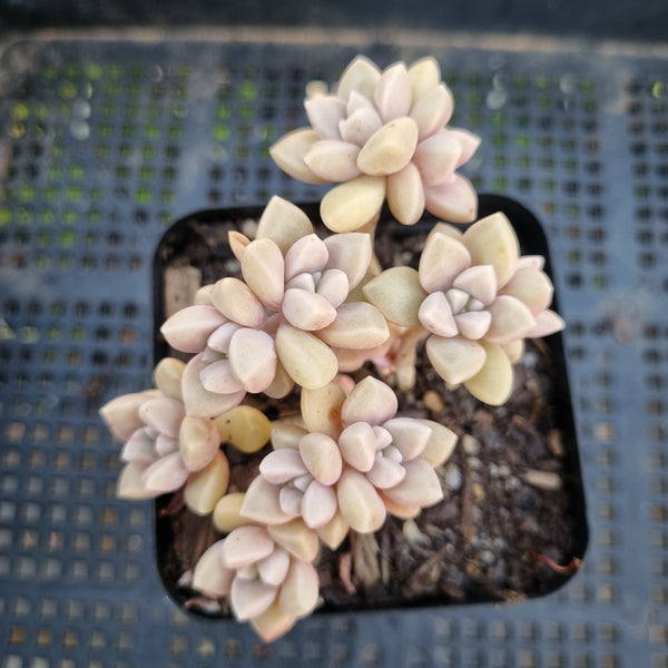 *GLGhybrid(1-314)  Graptopetalum Mendozae hybrid 丸姬杂