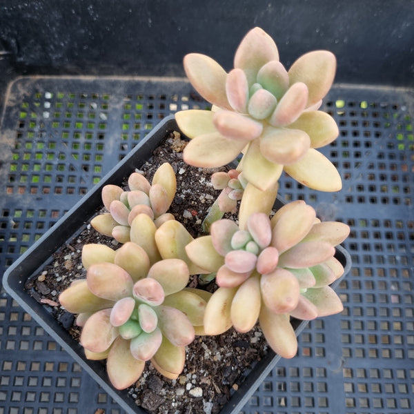 *GLGhybrid(1-315) Graptopetalum Mendozae X Pachyphytum Pink Tips 丸姬杂青丸