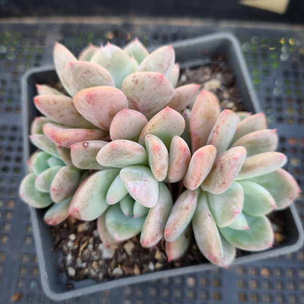 *GLGhybrid(1-317)  Echeveria Laulensis hybrid 劳伦斯杂