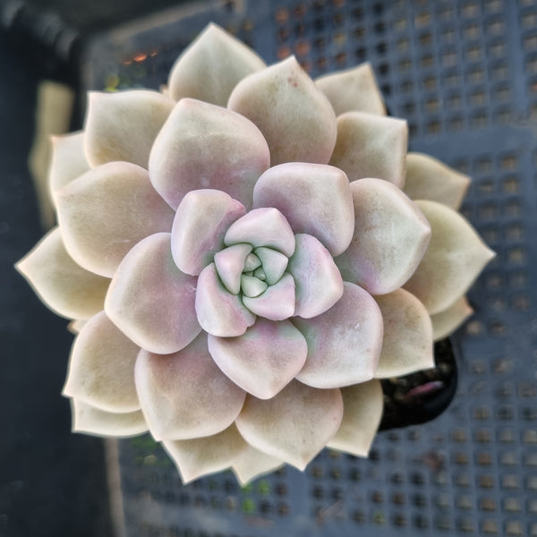 *GLGhybrid(1-319) Graptopetalum Mendozae X Echeveria Blue Bird 丸姬杂粉蓝鸟