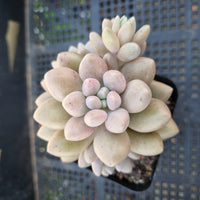 *GLGhybrid(1-320) Graptopetalum Mendozae X Pachyphytum Baby Finger 丸姬杂婴儿手指