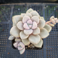 *GLGhybrid(1-321) Graptopetalum Mendozae X Superbum 丸姬杂华丽风车