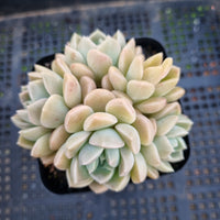 *GLGhybrid(1-322) Graptopetalum Mendozae X Echeveria Iria 丸姬杂伊利亚