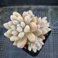 *GLGhybrid(1-323) Graptopetalum Mendozae X Baby Finger 丸姬杂婴儿手指