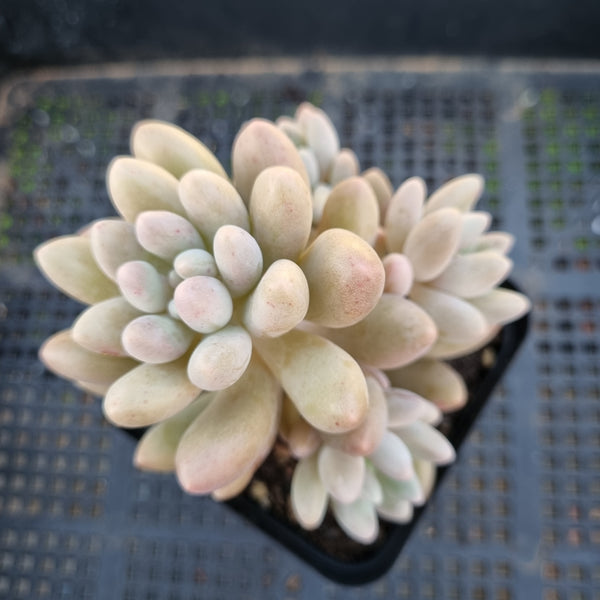 *GLGhybrid(1-323) Graptopetalum Mendozae X Baby Finger 丸姬杂婴儿手指